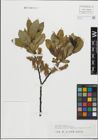 Foto von Salix mielichhoferi Saut.
